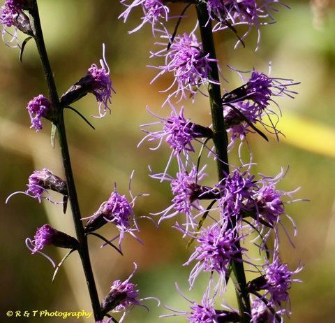 {Liatris elegantula}